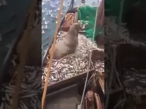 出海捕鱼,竟然捕到一只庞然大物 。。!
